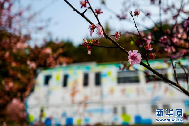 2月23日在重慶軌道交通2號線佛圖關段拍攝的梅花。