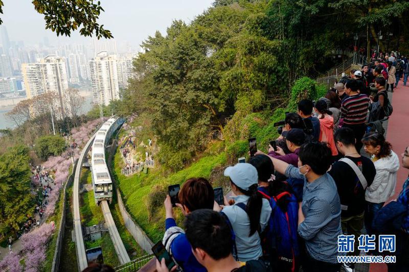 2月23日，在重慶軌道交通2號線佛圖關段，游客在山城步道上拍攝穿越花海的單軌列車。