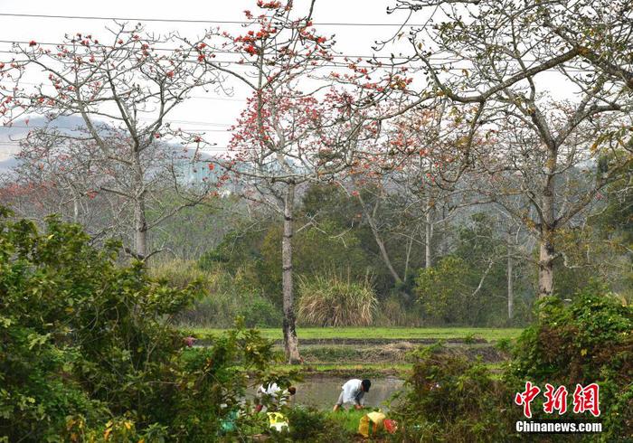 　圖為昌江黎族自治縣叉河鎮排岸村的村民在木棉花下開展春耕生產。 尹海明 攝