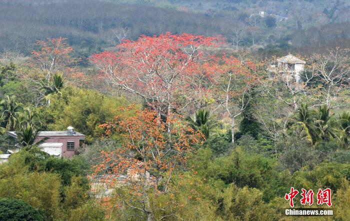 　圖為昌江黎族自治縣七叉鎮寶山村競相開放的木棉花。 尹海明 攝