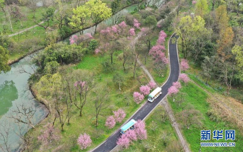 　3月2日，觀光車在西溪濕地內行駛（無人機照片）。1