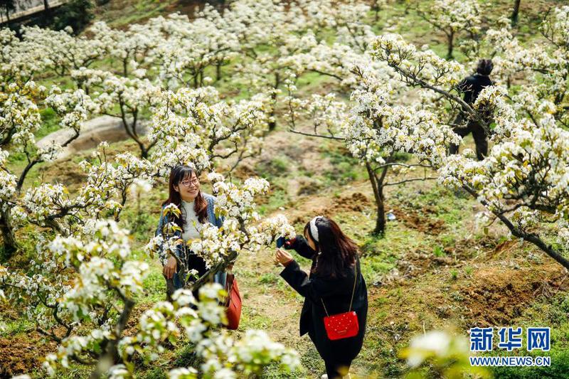 3月11日，放牛坪景區(qū)內，兩名游客沿著鄉(xiāng)村步道花間漫步。1