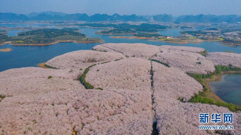 這是3月15日拍攝的貴安新區櫻花觀光園（無人機照片）。4