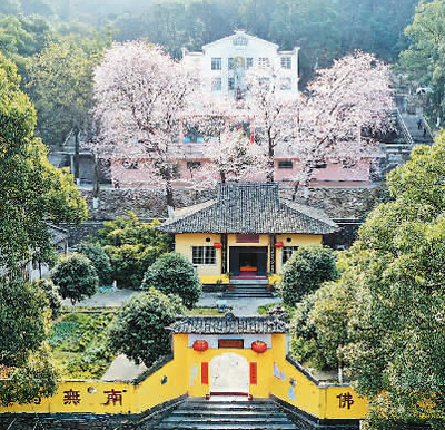 圖為方竹寺櫻花。