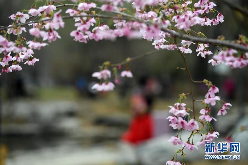 　　3月18日拍攝的玉淵潭公園櫻花園培育的櫻花。
