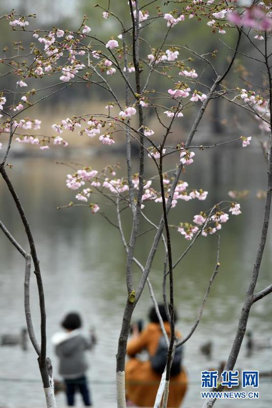 3月18日拍攝的玉淵潭公園櫻花園培育的櫻花。