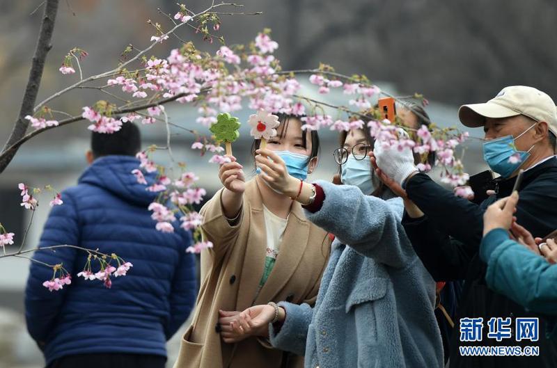 3月18日，游客在玉淵潭公園櫻花樹前賞櫻拍照。