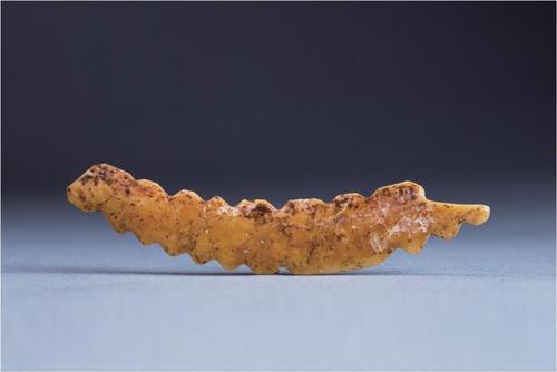 河南鞏義市雙槐樹新石器時代遺址出土牙雕蠶