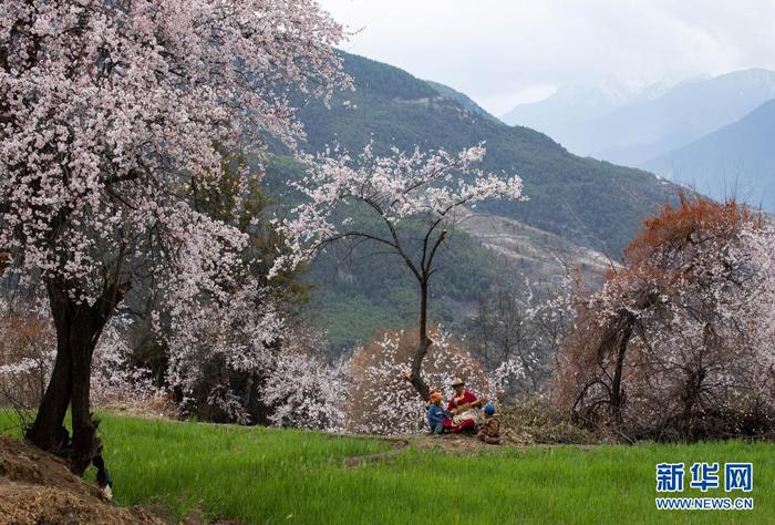4月4日，在得榮縣徐龍鄉徐堆村，覺央彈唱的傳承人格絨羅布坐在桃花林下表演四弦琴。