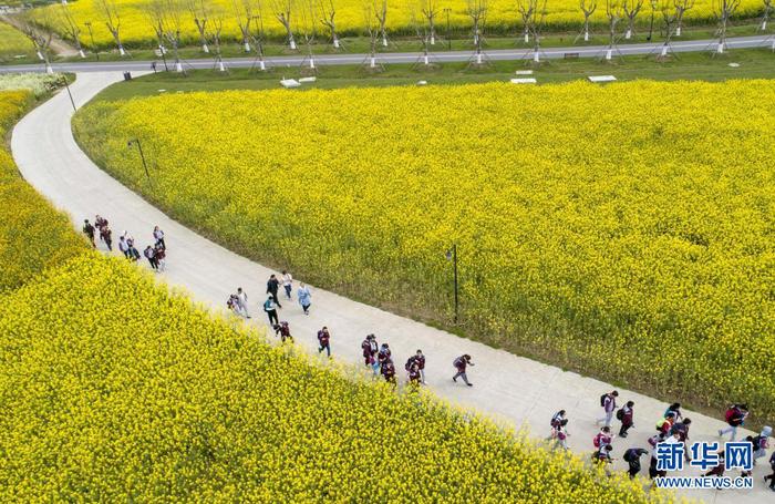 4月7日，在江蘇淮安白馬湖“向日葵的故事”景區(qū)，學生們在“花?！敝杏瓮?。