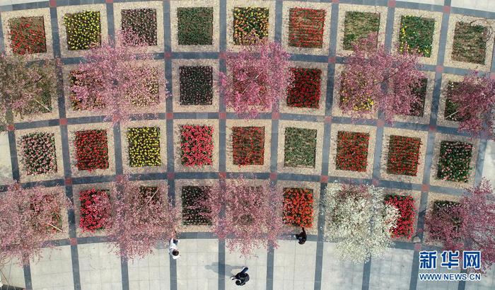 　4月8日拍攝的石家莊市植物園內(nèi)的郁金香展（無人機(jī)照片）。