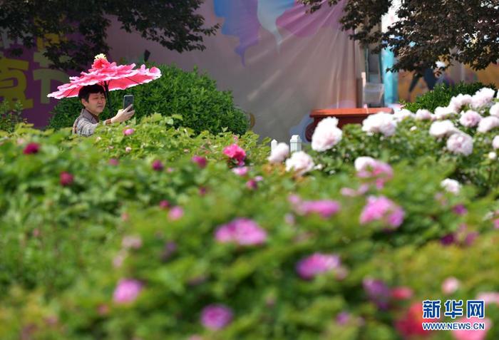 4月8日，一名手持“花傘”的游客在園內(nèi)拍攝牡丹花。
