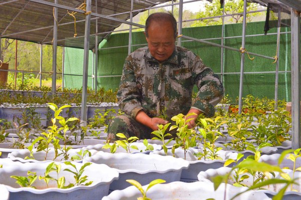 圖說：工作人員在整理盆栽茶苗 王子涵攝影