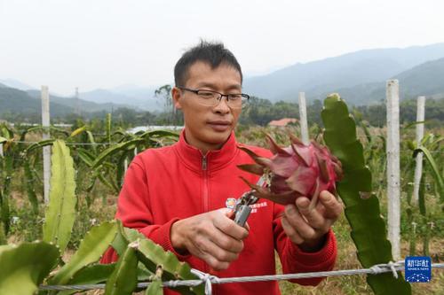 在廣西靈川縣靈田鎮(zhèn)正義村，陽(yáng)紅星采摘已經(jīng)成熟的火龍果（10月27日攝）。