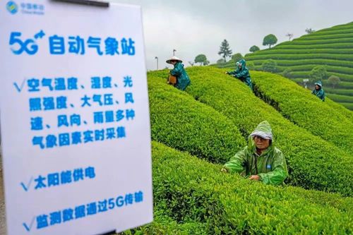 △在浙江武義縣，茶園內的5G+自動氣象站實時采集環境數據，為種植防控決策、茶園植保管理提供更加科學的支撐。（圖源經濟參考報 資料照片）