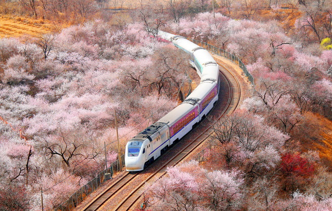 北京：列車穿越花海