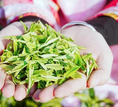 貴州正安：搶抓市場(chǎng) 白茶春茶正式開采