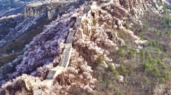 燕山之春：長(zhǎng)城穿花海，萬峰競(jìng)斑斕