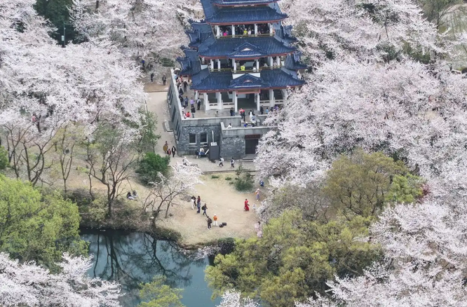 賞花踏春正當(dāng)時(shí)，“春日經(jīng)濟(jì)”別樣紅！