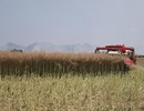 油菜抗裂角育種獲重要突破 機收損失率大幅降低