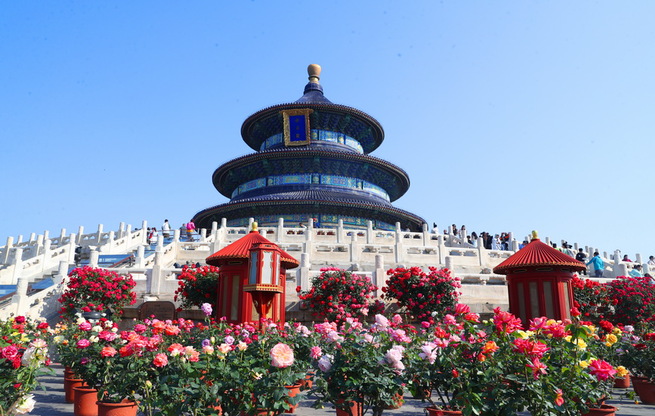 北京天壇公園月季盛開迎客來