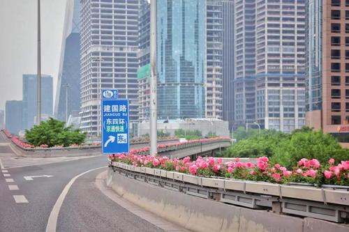 ▲5月5日，東三環國貿橋，橋體護欄上懸掛著長方形花箱，粉色月季在微風中搖曳生姿。新京報記者 薛珺 攝