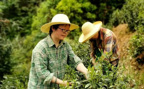 （6.9倒頭條）俞娟：黃山深處茶香馥(分(7407201)-20250611085822