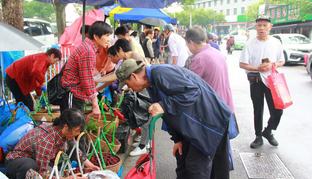 浙江寧波：江北區延續9年的“楊梅街”藏著最甜的煙火氣