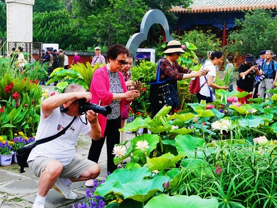 北京北海公園荷花展迎最佳觀賞期   