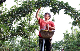 河北趙縣：鮮梨成熟采收忙