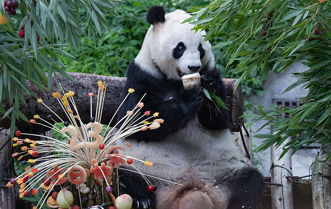 重慶動物園慶祝大熊貓“蘭香”23歲生日